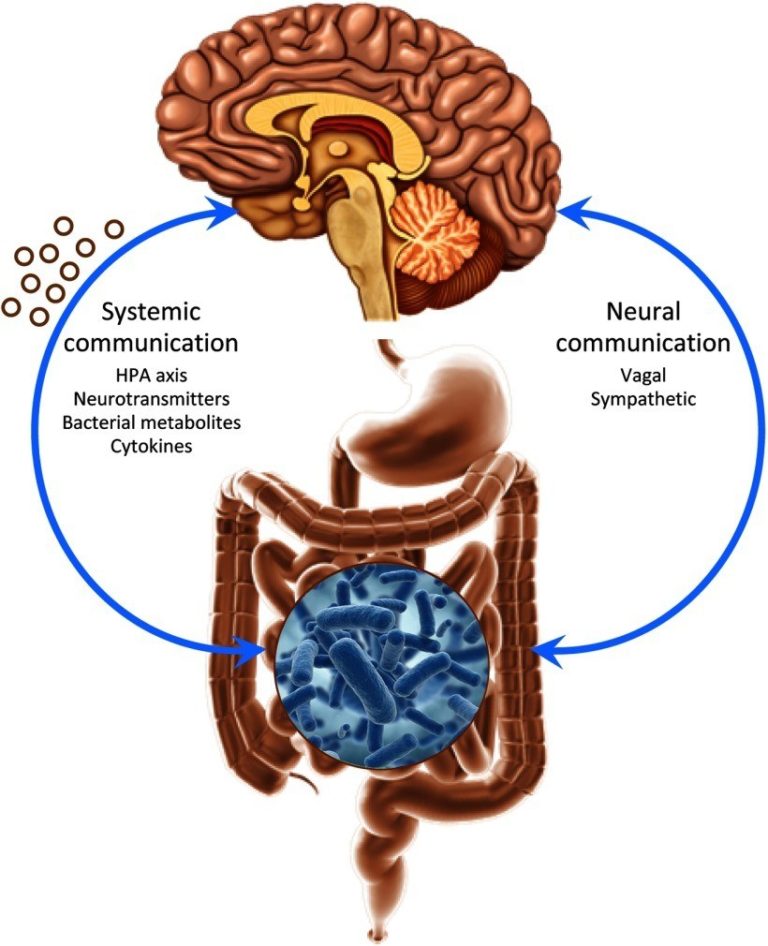 Understanding the Gut-Brain Connection – Viva Healthy Life – The Center ...